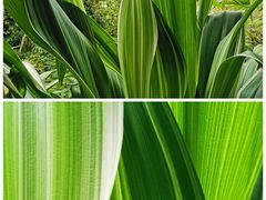 -中国科学院华南植物园