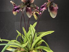 -北京植物园-展览温室