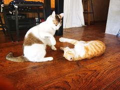 -251#coffee roasters(沿河东路店)