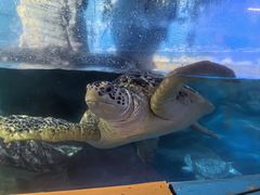 -烟台海昌鲸鲨海洋公园