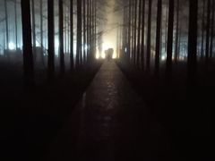 -黄海国家森林公园