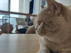 -Catmate·猫肥家润(金润铂宫店)