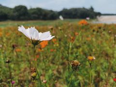 -黄山鲁森林公园
