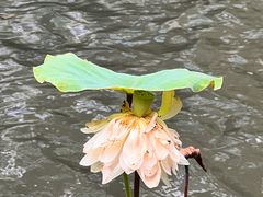 -九龙公园
