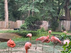 -清迈夜间动物园