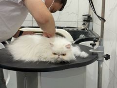 -宠爱国际动物医院·消化内科·心肾内科·ISFM猫友好(望京店)