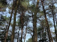 -铁山坪森林公园