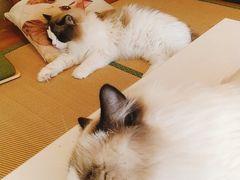 -猫在这儿猫咪咖啡馆·撸猫馆