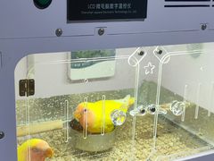 -明明手养鹦鹉(堤角花鸟宠物大世界店)
