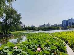 -莲花池公园