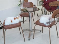-共舞时光猫咖·狗咖(新街口店)