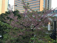 -台场海滨公园船码头