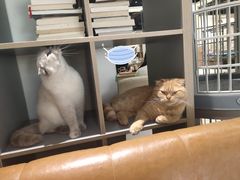 -藏猫猫咖啡主题馆(中央大道店)