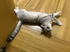 -芭比堂宠物医院·全科爱猫医院·仁德分院