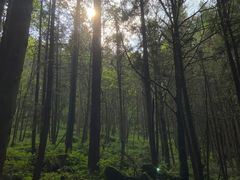 -武陵山森林公园