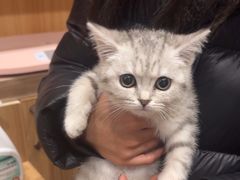 -玖佳宠物医院·泌尿·骨科·中老年病