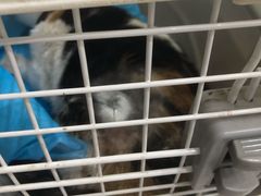 -爱诺耐芙动物医院(万博店)