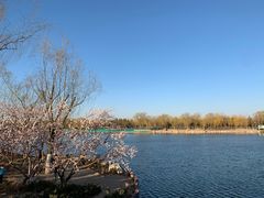 -大兴滨河森林公园