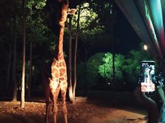 -清迈夜间动物园