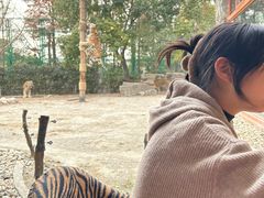 -上海野生动物园老虎餐厅