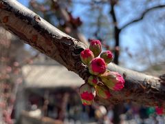 -潭柘寺景区