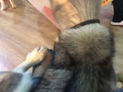 -Husky Go! 哈士奇体验馆·宠物咖啡厅狗咖