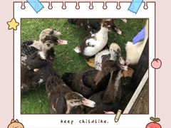 -前小桔亲子创意农场·草莓采摘·露营烧烤