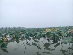 -白洋淀景区