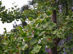 -四川大学(华西校区)