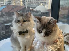 -怪兽屋·羊驼·猫咖·狗咖(俊华广场店)