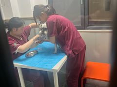 -伟伟宠物医院·CT影像中心·瑞派犬猫综合性门诊(汉口总院)