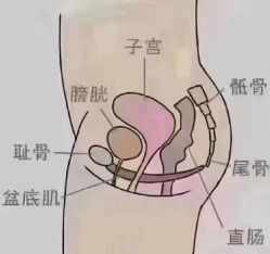 -香薇妮丝·定制减肥·身材管理