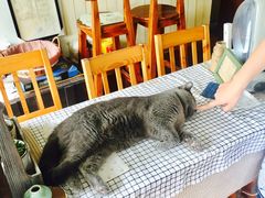 -海边的猫和咖啡馆
