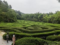 -大屏嶂森林公园