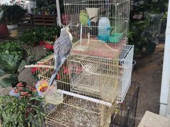 -中环花鸟鱼虫市场