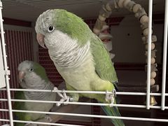 -爱侣宠医·鹦鹉专科·小型哺乳类·异宠专科(灵石路店)