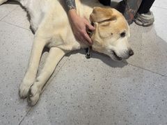 -FAELING PETS美天灵宠物(富力广场店)