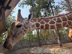 -清迈夜间动物园