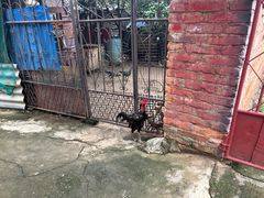 -曼丢傣家古寨