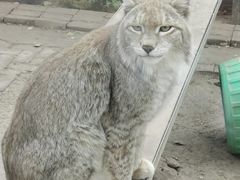 -青藏高原野生动物园