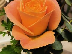 -PAUL LAFAYET 法式甜品(港汇广场店)