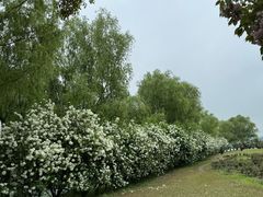-漕湖湿地公园