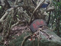 -海南霸王岭国家森林公园