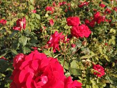 -廊坊文化艺术中心