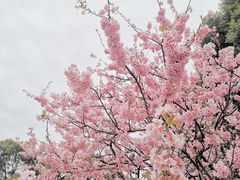 -南山植物园