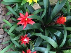 -上海鲜花港