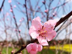-武汉紫薇都市田园