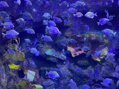 -太平洋海底世界