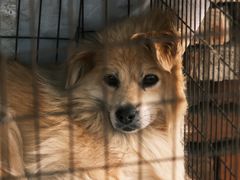 -圣·阿列克谢耶夫教堂