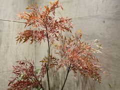 -阿五黄河大鲤鱼(纬三路店)